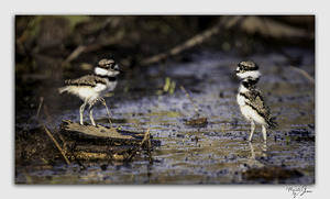 Baby Killdeers in the Wetlands