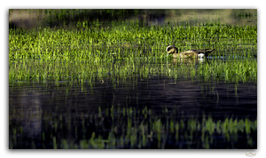 Early Morning Wigeon