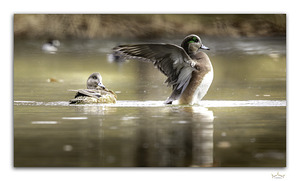 Wings of Protection