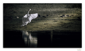 Swan Salute