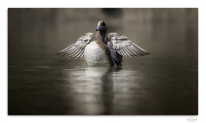 A Wigeon Gets His Wings