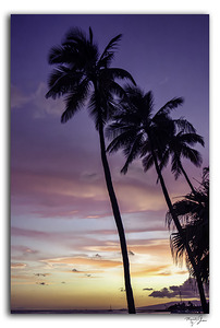 Palm Sunset