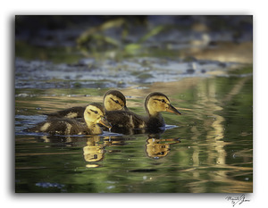 Sibling Ducklings