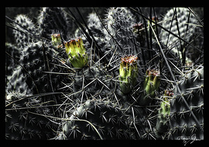 Protected Blossoms