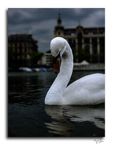 Coy Swiss Swan