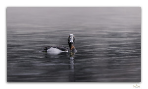 Mistery of the Ringneck Duck