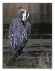 Preening Great Blue