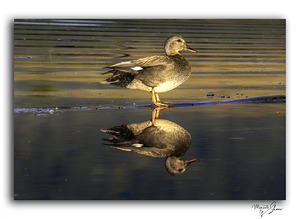 The Golden Gadwall