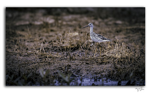 Greater Yellow Leg 1