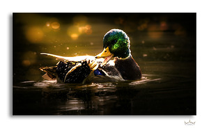 Young Duck Follies