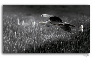 A Gentle Glide