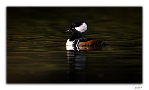 Merganser Profile