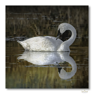 Swan Solitude