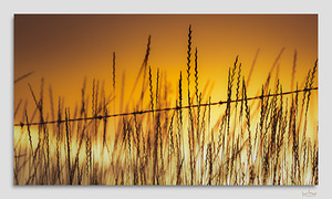 Golden Palouse