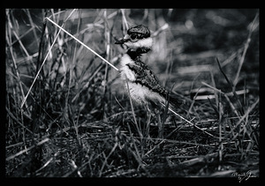 Cloaking Killdeer