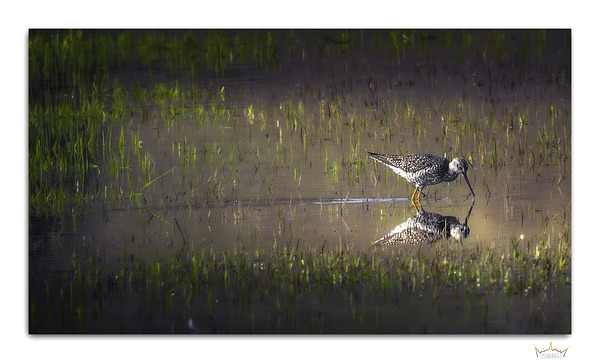 Grassland Reflection