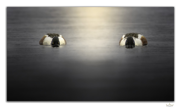 Shoveler Brothers by Moments By Shane