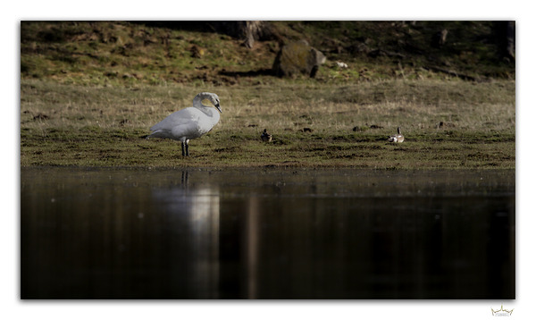 Swan