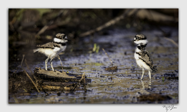 Baby Killdeers in the Wetlands by Moments By Shane