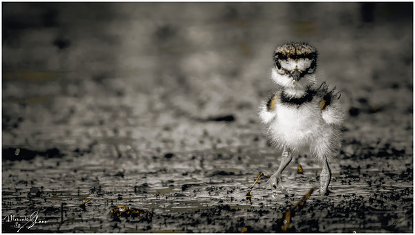 Born Confidence by Moments By Shane