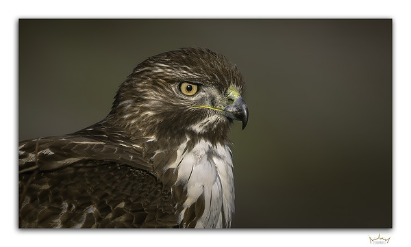Young Gaze