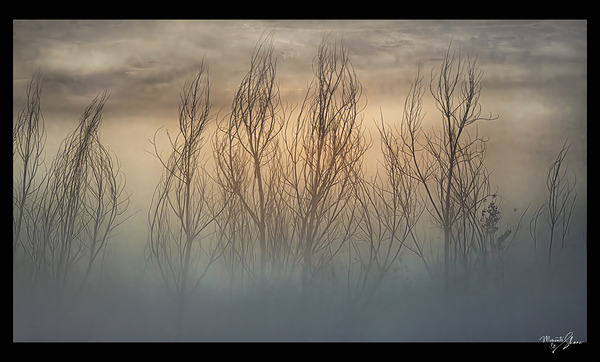 Moody Morning Backlight Digital Download