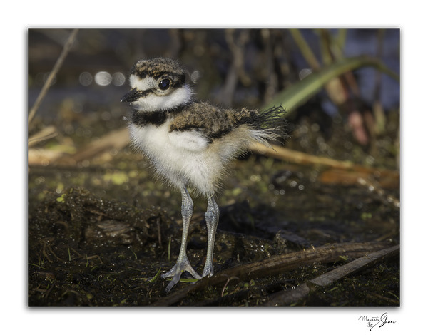 Stoic Baby Killdeer by Moments By Shane