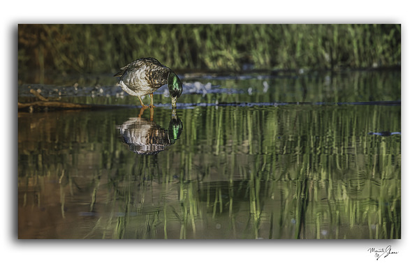 Sipping Mallard Drake by Moments By Shane