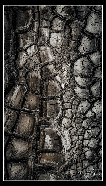 Drought after the Rain Print