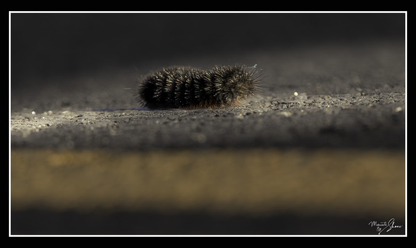 Catepillar Crossing Print