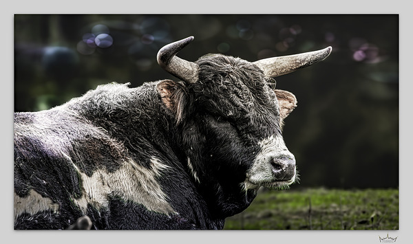 No Bull
