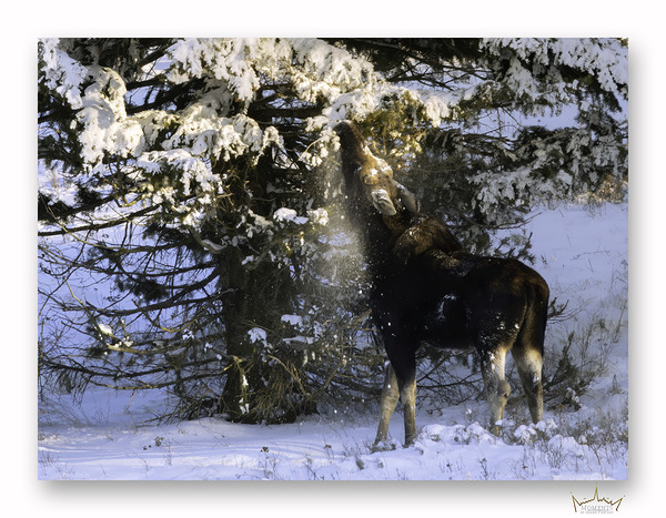 Winter Bull Moose