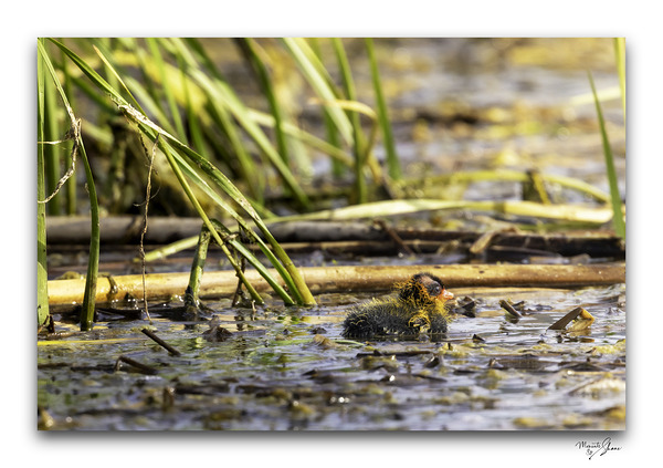 Small Beginnings  Print