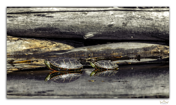 Generational Reflection