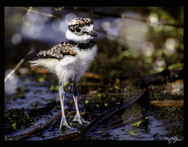 Delicate Balance by Moments By Shane