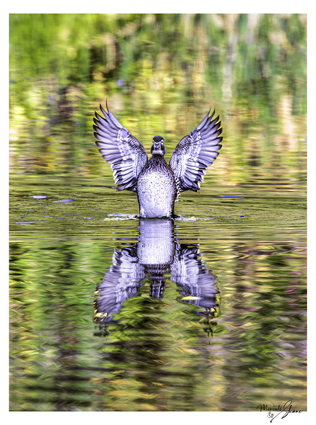 Wood Duck Hen Spread Print