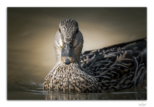 Hot Hen  Print