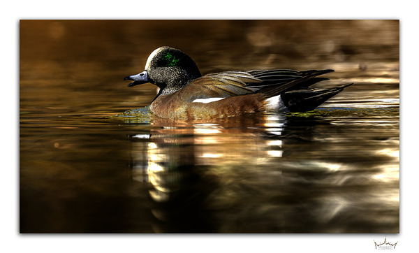 Wigeon Chat by Moments By Shane