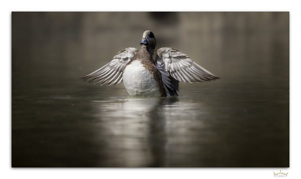 A Wigeon Gets His Wings