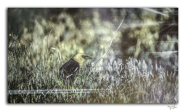 Spirit of the Pond