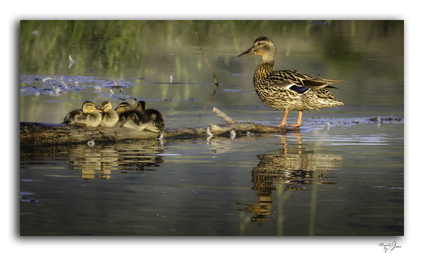 Watchful Momma by Moments By Shane