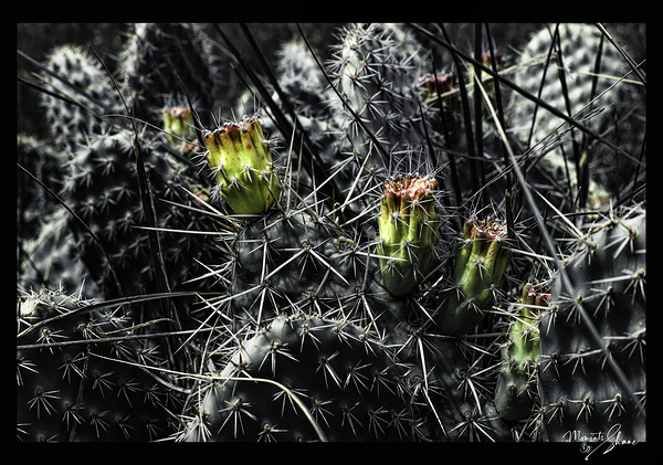 Protected Blossoms Digital Download