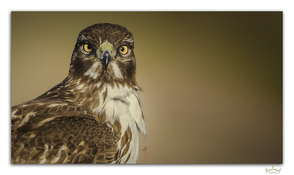 Stare Down by Moments By Shane