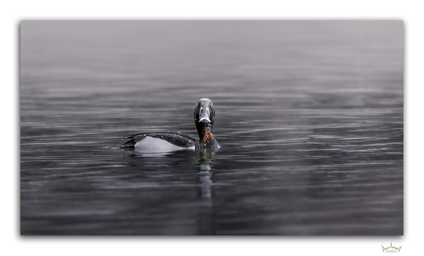 Mistery of the Ringneck Duck  Print