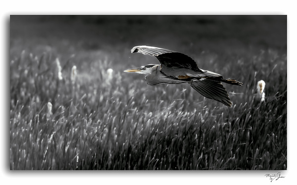 A Gentle Glide