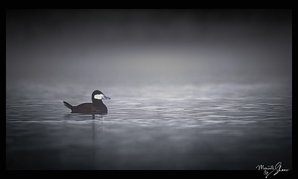 Foggy Morning Ruddy by Moments By Shane