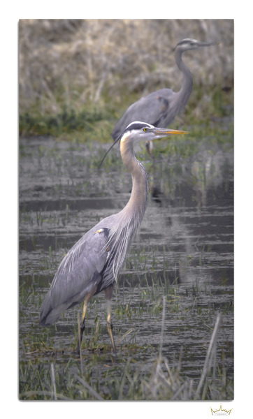 Great Blue Formation  Print