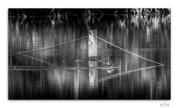 Contrasting Merganzer by Moments By Shane