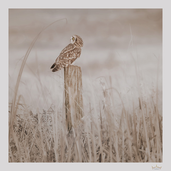 Golden Hour Owl