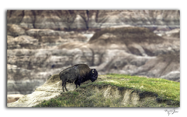 Badlands Buffalo Print